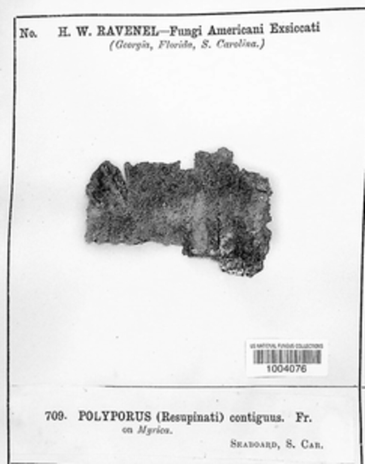 Fuscoporia contigua image